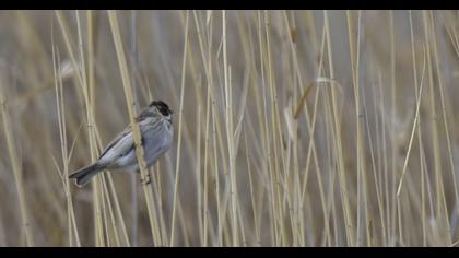 Bataklık Kirazkuşu