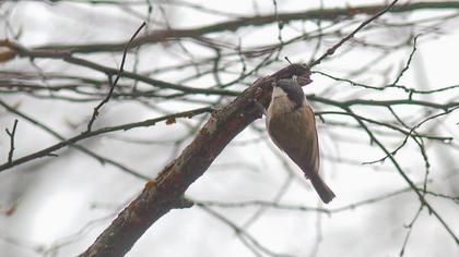 Kayın baştankarası