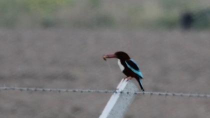 İzmir yalıçapkını