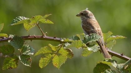 Kızılsırtlı örümcekkuşu
