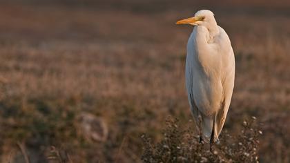 Büyük ak balıkçıl
