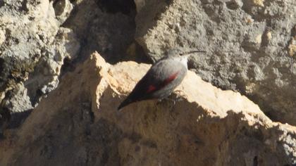 Duvar tırmaşıkkuşu