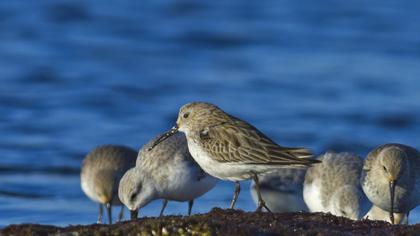 Karakarınlı kumkuşu
