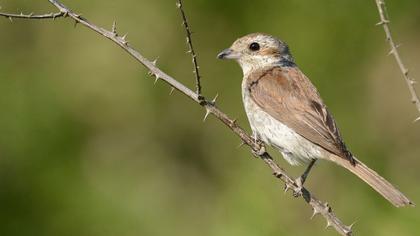 Kızılsırtlı örümcekkuşu