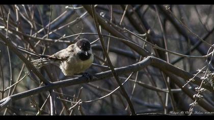 Akyanaklı baştankara