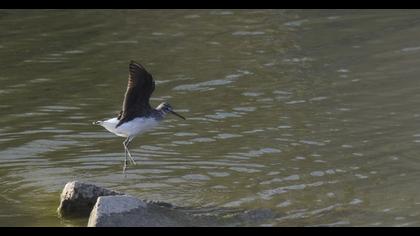 Green Sandpiper