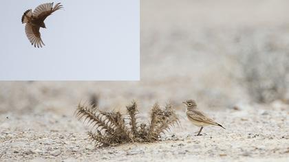 Küçük çöl toygarı