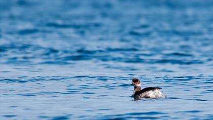 Karaboyunlu batağan