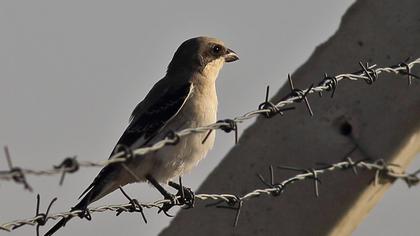 Karaalınlı örümcekkuşu