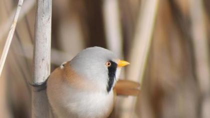 Bıyıklı baştankara