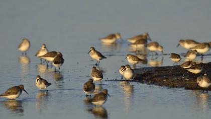 Karakarınlı kumkuşu