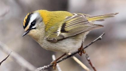 Sürmeli çalıkuşu