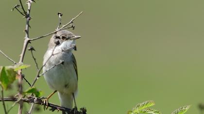 Akgerdanlı ötleğen