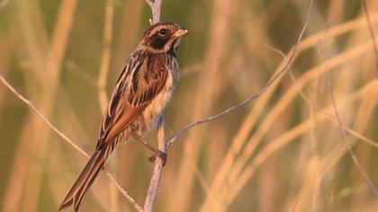 Bataklık Kirazkuşu