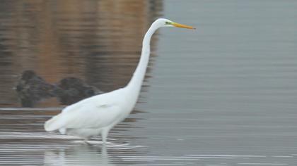 Büyük ak balıkçıl