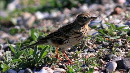 Kızılgerdanlı incirkuşu