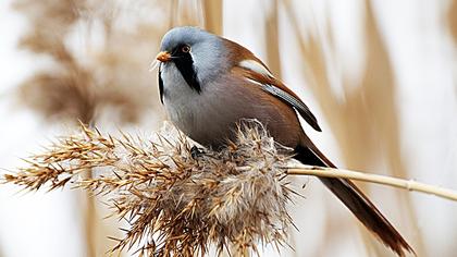 Bıyıklı baştankara
