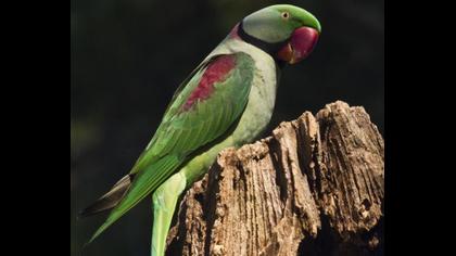 İskender papağanı