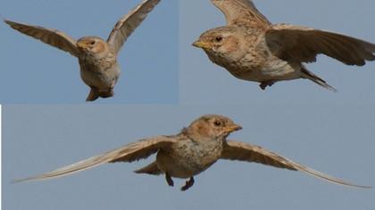 Türkistan çorak toygarı