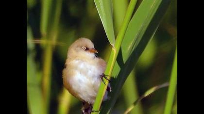 Bıyıklı baştankara