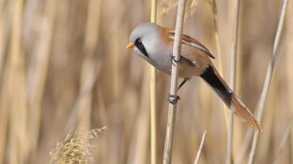 Bıyıklı baştankara