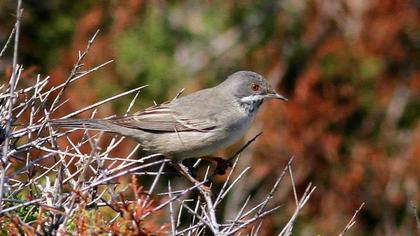 Karaboğazlı ötleğen