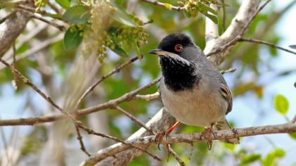 Karaboğazlı ötleğen