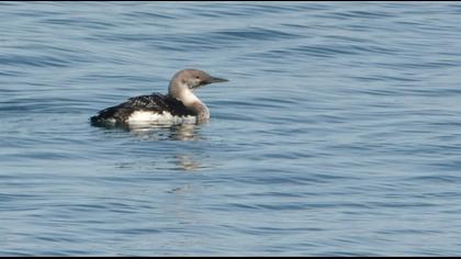 Karagerdanlı dalgıç