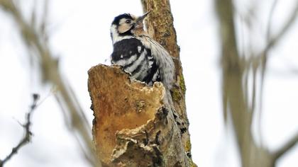 Küçük ağaçkakan