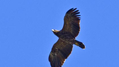 Küçük orman kartalı