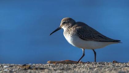 Karakarınlı kumkuşu