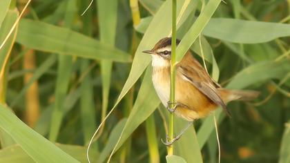 Bıyıklı kamışçın