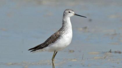 Bataklık düdükçünü