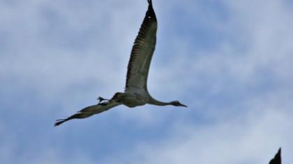 Common Crane