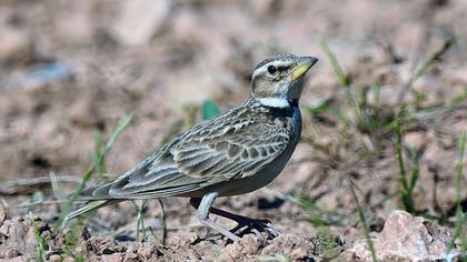 Küçük boğmaklı toygar
