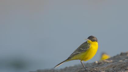 Sarı kuyruksallayan