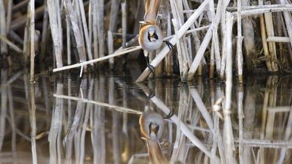 Bıyıklı baştankara