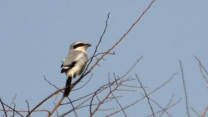 Büyük örümcekkuşu