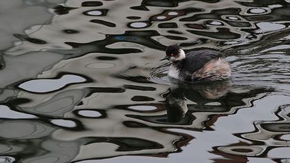 Karaboyunlu batağan