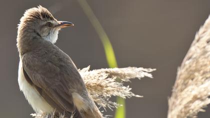 Büyük kamışçın