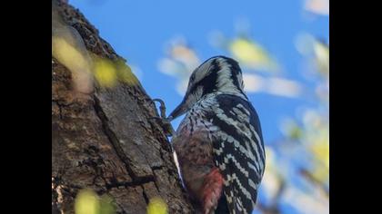 Aksırtlı ağaçkakan