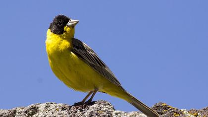 Karabaşlı kirazkuşu