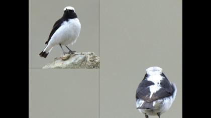 Aksırtlı kuyrukkakan