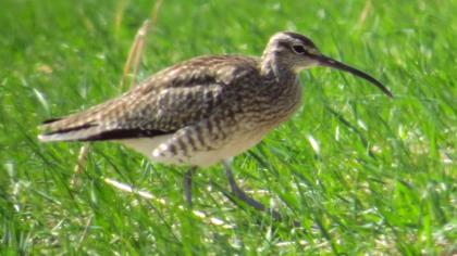 Sürmeli kervançulluğu