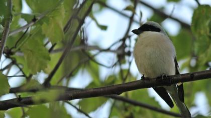 Karaalınlı örümcekkuşu