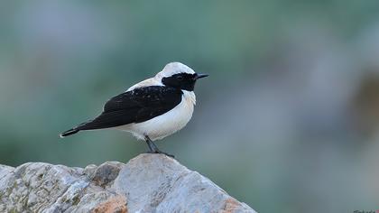 Karakulaklı kuyrukkakan