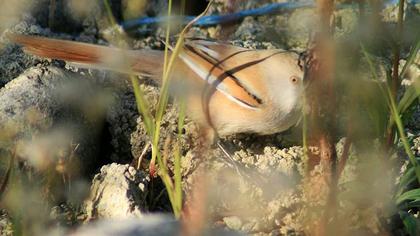 Bıyıklı baştankara