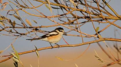 Maskeli örümcekkuşu