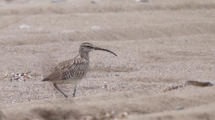 Sürmeli kervançulluğu