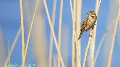 Bataklık Kirazkuşu